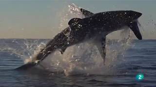 El Fracaso en la Caza: El Juego de Cazar | Grandes Documentales screenshot 4