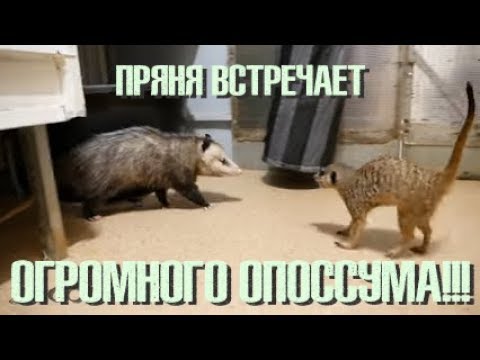 Video: Kaj Se Ukvarja Z Oposumi?
