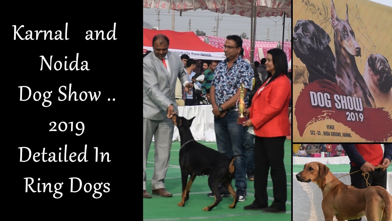 Karnal and Noida Dog Show ..Detailed In Ring Dogs YouTube