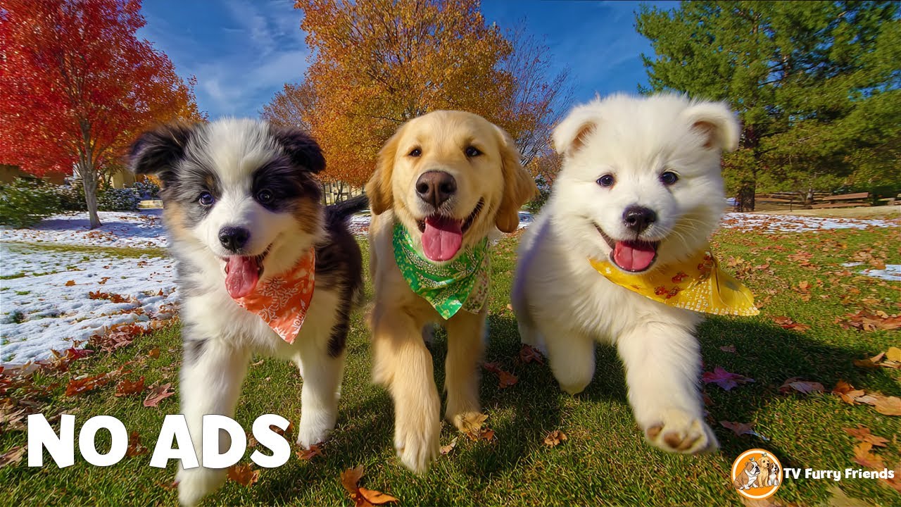 12 Hours of Calming Music for Dogs to Watch ❤️🎵 Dog Relaxation | Separation Anxiety Relief | NO ADS