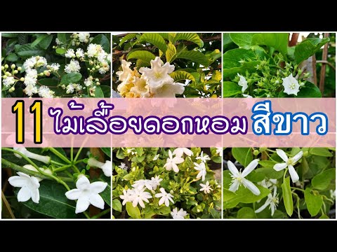 วีดีโอ: ดอกไม้ Clematis สำหรับฤดูร้อน: เรียนรู้เกี่ยวกับพันธุ์ไม้ Clematis ที่ออกดอกในฤดูร้อน