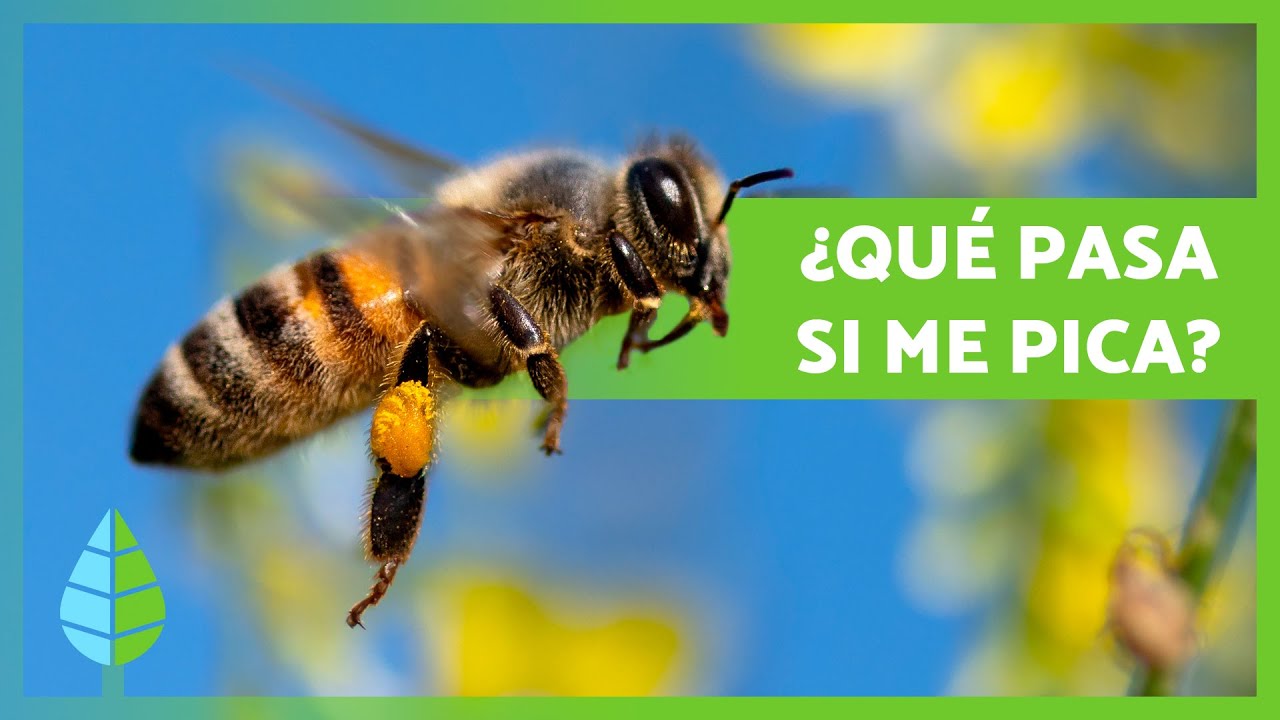 ¿Qué hacer si me PICA una ABEJA? 🐝 | Síntomas y Cómo Evitarlas
