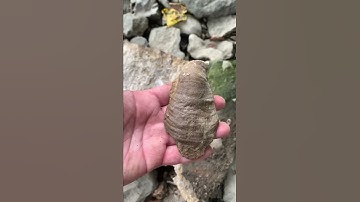 Ohio fossils at Griggs reservoir. Full Horn coral fossil