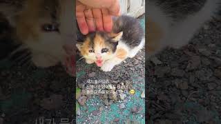 ...3번째 꼬물이 냥쥽#동네고양이 새꾸#끼끼공주밥자리#4통경계선#고양이들