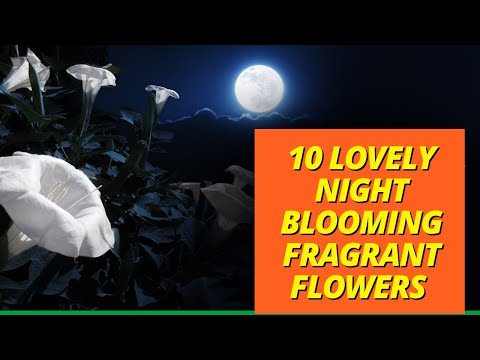 10 Lovely Night Blooming Fragrant Flowers With Strong Scent At Night