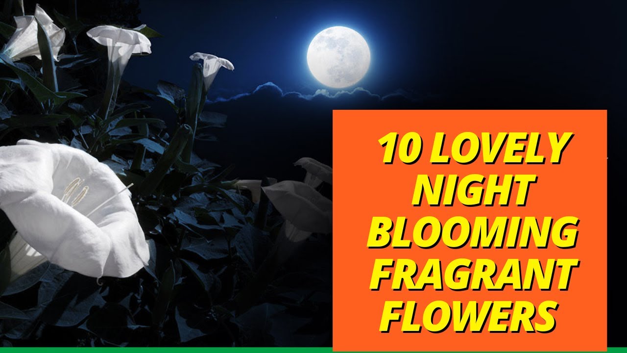 10 Flowers That Bloom at Night