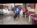 Finn the Bat Dog makes his way into the stadium