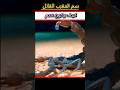 سم العقرب القاتل  