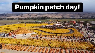 [71] Spina Farms & Pumpkin Patch, Morgan Hill CA | Pumpkin | Halloween 2023