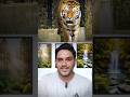 How Zoo Keepers Bathe Tigers?
