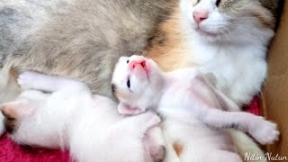 Cute little baby kitten || Nitin Nutun by Nitin Nutun 44 views 2 years ago 4 minutes, 15 seconds