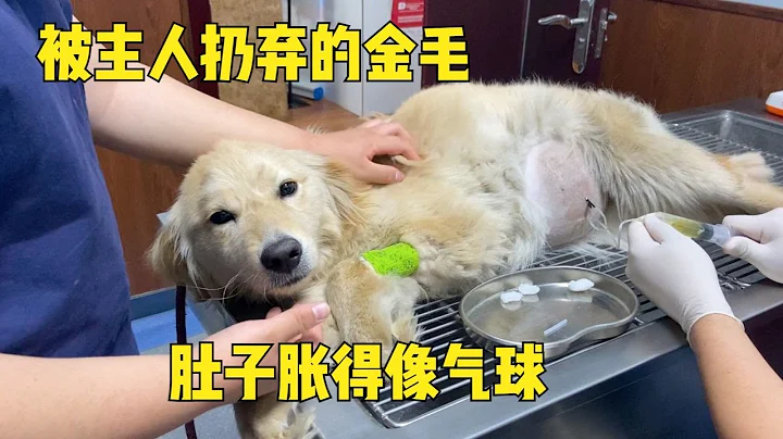 被抛弃的大肚子金毛，抽出1000多毫升腹水，心疼的让人泪目 - 天天要闻