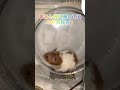 【golden hamster🐹】【可愛いペット動画】 #shorts #YouTubeショート #ハムスターの生活 #ショート動画
