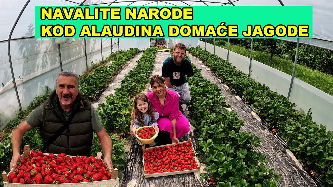 KOD ALAUDINA POČELA BERBA JAGODA