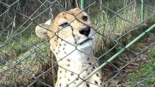Talking Cheetah @ Wildlife Safari, Winston OR.