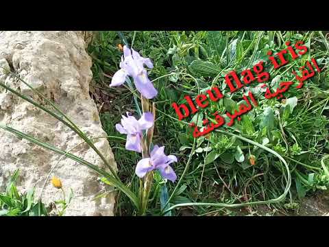 فيديو: Planting Flag Iris - تعرف على كيفية زراعة نباتات القزحية في الحديقة