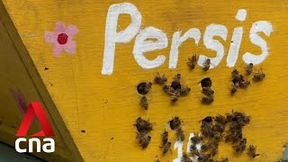 World Bee Day Singapores Homegrown Beekeepers Turn Their Hobbies Into Businesses