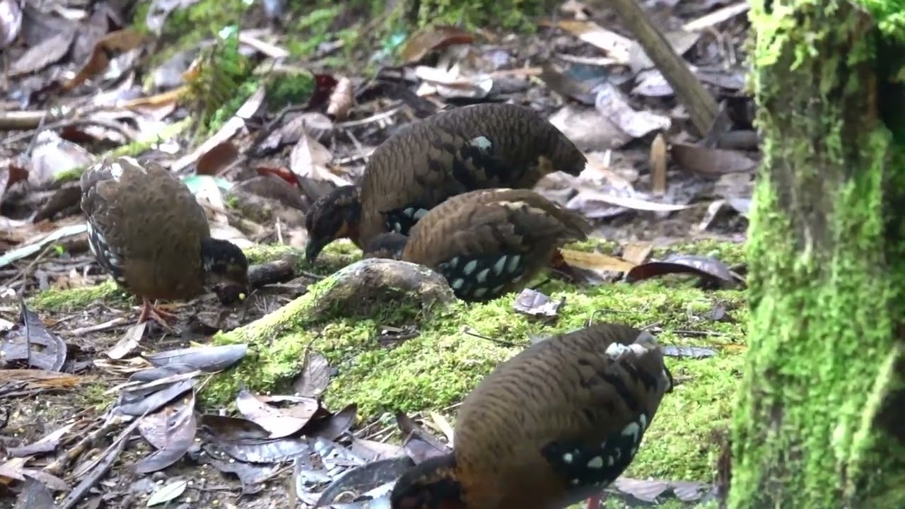 Red-breasted Partridges Crocker Range, Borneo 5-6-25 Howard Vaughan