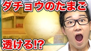 【実験】巨大ダチョウ卵でぷよぷよスケルトン卵作り！