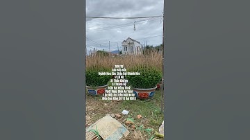 Hoa Cúc Đại Đóa Tết 2026 Khánh Hòa A NHÀN - TAM SƯ Sao Bắc Đẩu Nghành Hoa Cúc Chậu Đại KH 10/10 ÂL