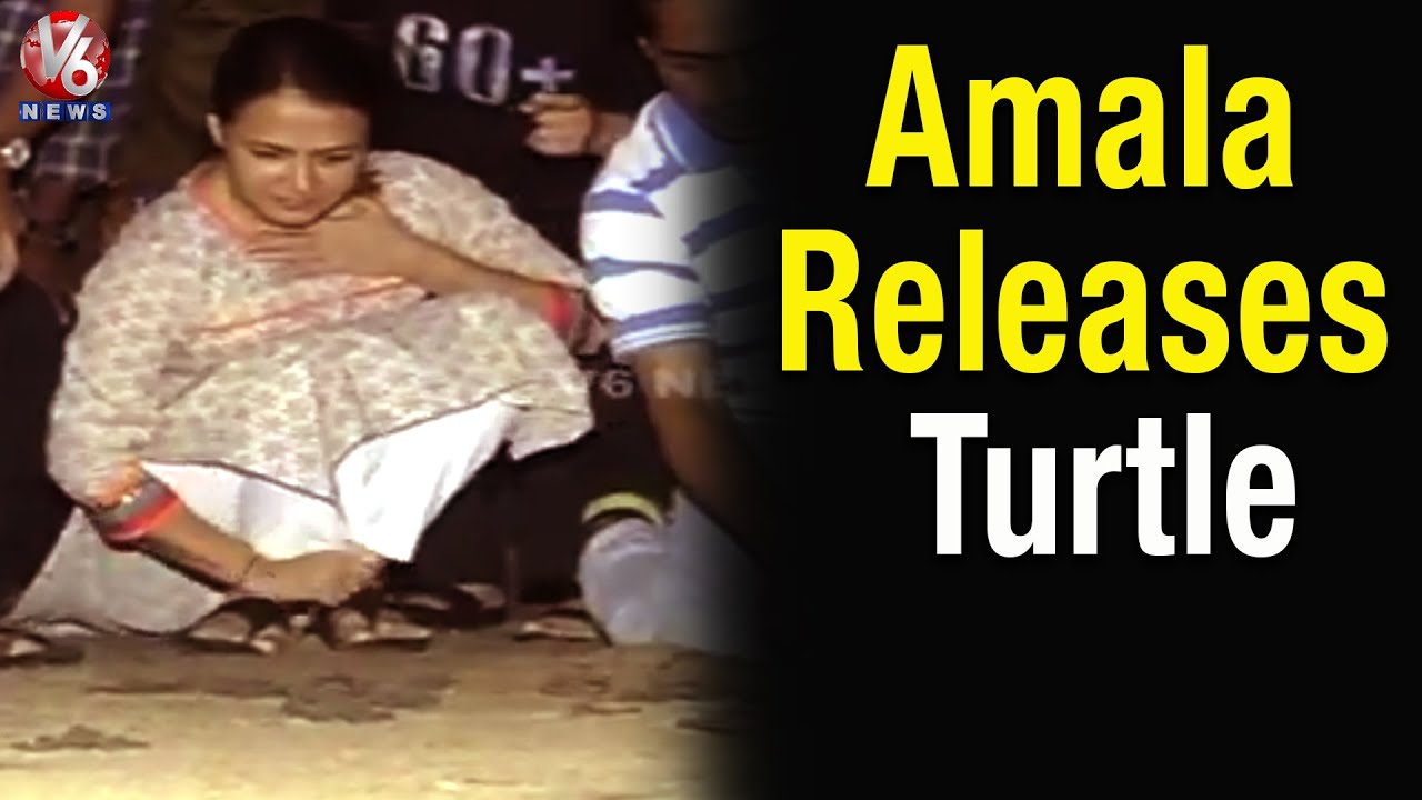 Akkineni Amala release 100 Olive Ridley sea turtles in Vizag beach ...