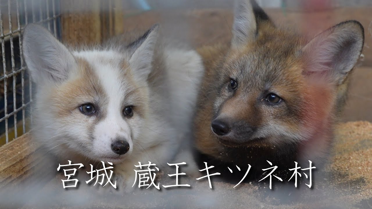 美しい故郷 F3 可愛いきつね Hokkaido Red Fox cub. Location:Hokkaido