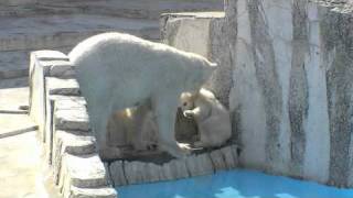 プールに入りなさい！いやだ！~Polar Bears Baby in Pool