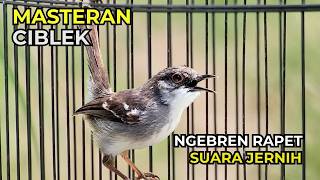 Masteran Ciblek Ngebren  Ciblek Ngebren Rapet  Masteran Ciblek Bren Suara Jernih