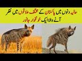 Striped Hyena - Recent Sightings of Lagar Bagar Animal in different areas of Pakistan