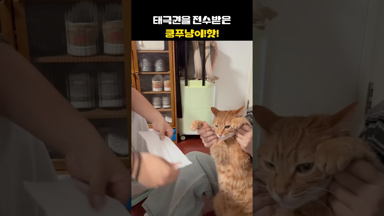 유단잔가?천천히 들어와봐!#고양이 #cat