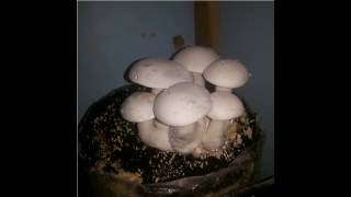 milkymushroom cultivation in kannada by HNS Mushrooms .....