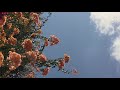 the wisp sings - winter aid / slowed down / 1 hour