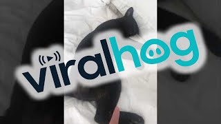 Stray Cat Makes Itself at Home || ViralHog