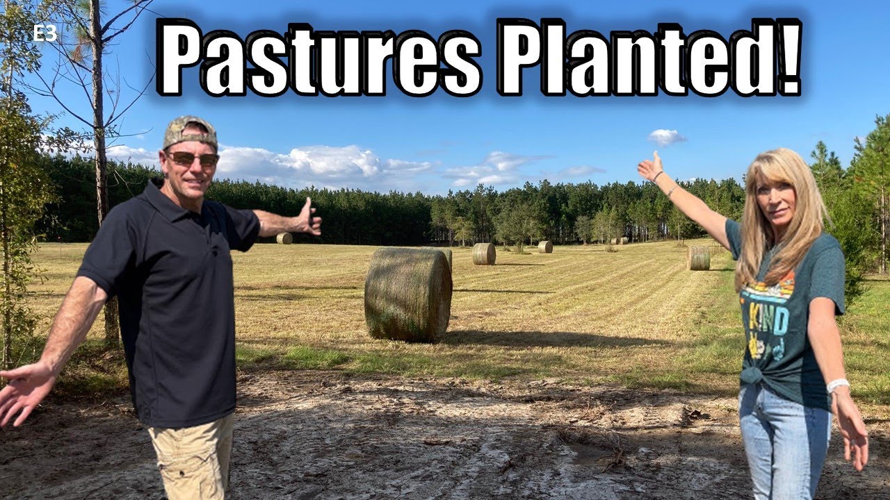 From Forest to Pasture - Planting Bahia Grass for Future Homestead