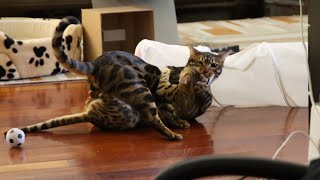 EPIC Bengal Cats Fight Compilation! by CatVantage Story 9,131 views 4 years ago 2 minutes, 33 seconds