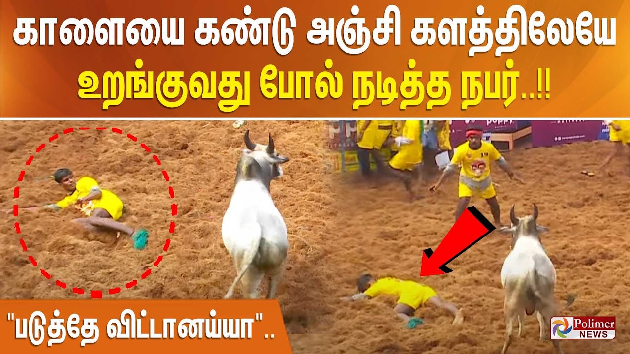 "படுத்தே விட்டானய்யா" காளையை கண்டுஅஞ்சி களத்திலேயே உறங்குவதுபோல் நடித்த நபர் AlanganallurJallikattu