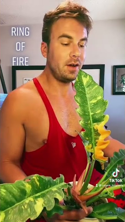 Philodendron Ring Of Fire