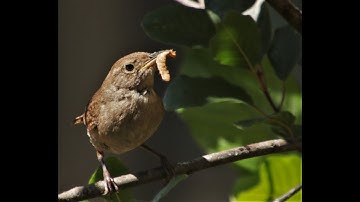 House Wren Nest Box