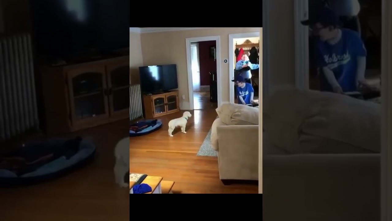 Dog's 🐕 love ❤️ cute puppy 😍 Dog lovers whatsapp status video | Tiktok dogslover