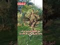 اصل کامیابی اس میں ہے کہ ہمارے ہونے سے کسی کو فائدہ ہو