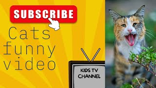 10 Sounds Cats Love To Hear The Most