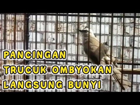 PANCINGAN TRUCUK OMBYOKAN AGAR CEPAT BUNYI