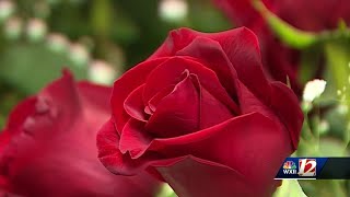 Florists prepare for hundreds of deliveries across Piedmont Triad