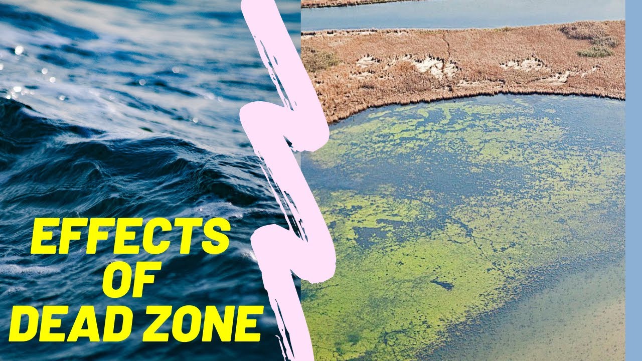 Effects of Dead Zone What is a Dead Zone YouTube