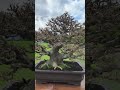 Beautiful Bonsai tree #bonsai #ficaemcasa #shorts