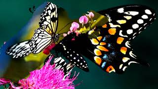 Various beautiful butterflies (HD1080p)