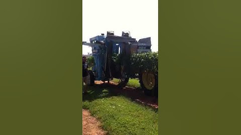 Grape harvesting