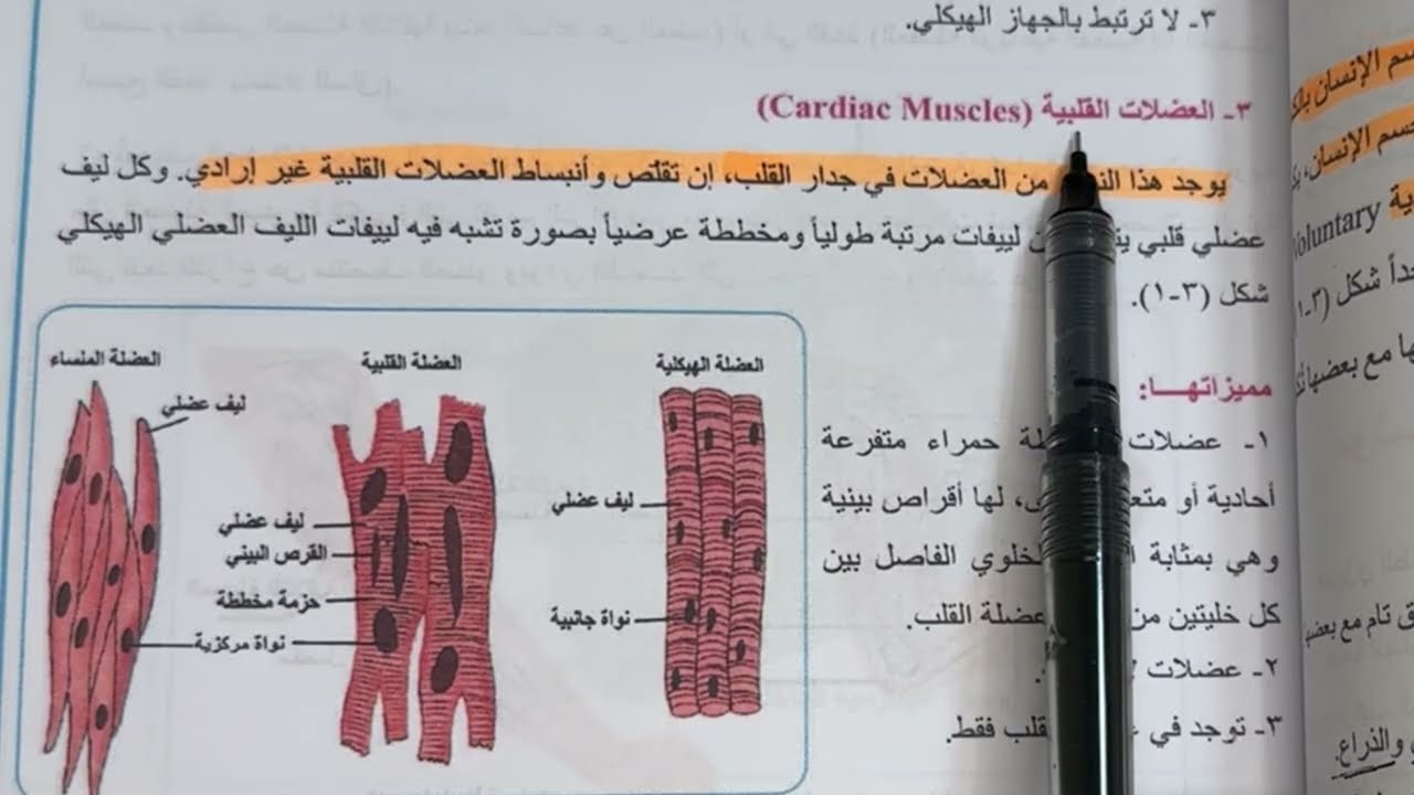 احياء الثالث متوسط الجهاز العضلي ص ٣٢ المنهج الجديد شرح وملخص /المحاضرة 1 