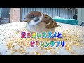 足の悪いスズメとビタミンサプリメント　～The vitamin supplement, and sparrows with bad legs.～