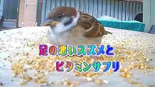 足の悪いスズメとビタミンサプリメント　～The vitamin supplement, and sparrows with bad legs.～